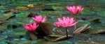 Water Lillies, Bali, Indonesia