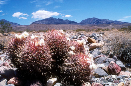 Cactus in Death valley